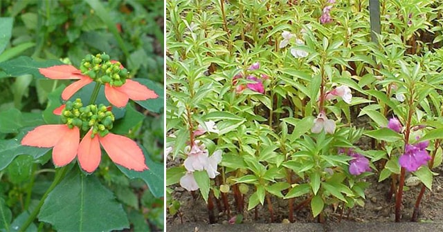 Medicinal Benefits of Kamatingue (JEWEL WEEDS)